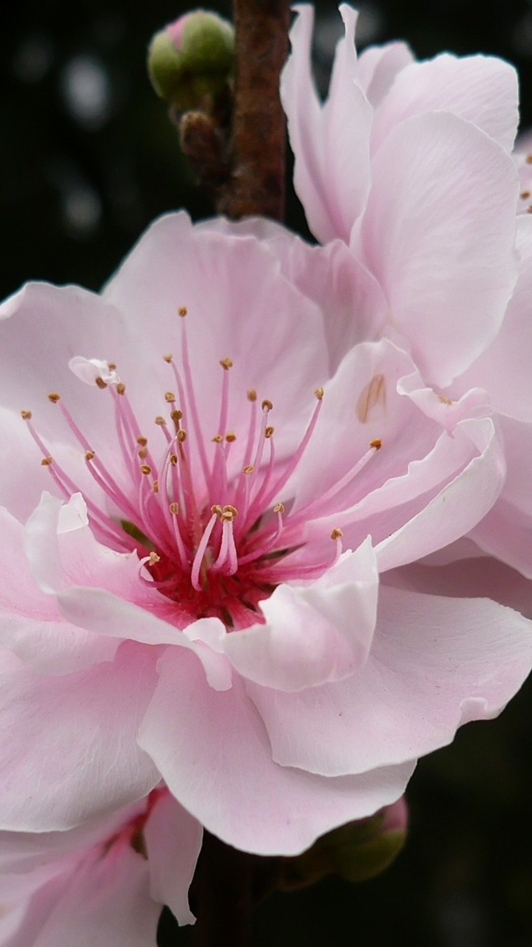 Sakura Flower Close Up