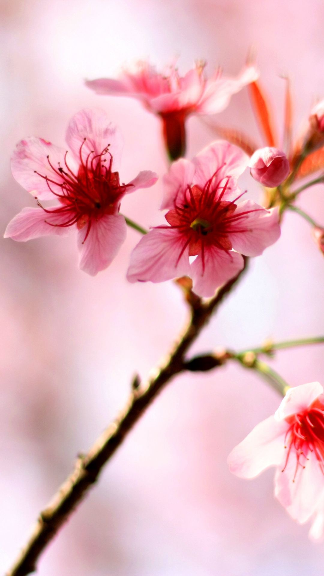 Sakura Macro