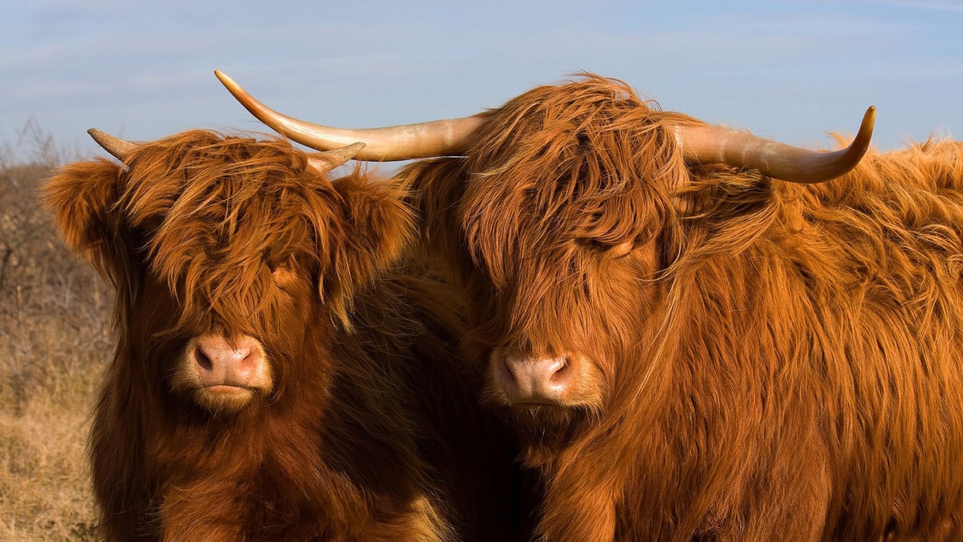 Scottish Cow Photo