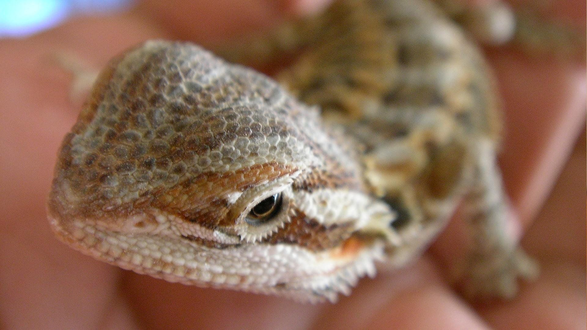 Wallpaper Gecko