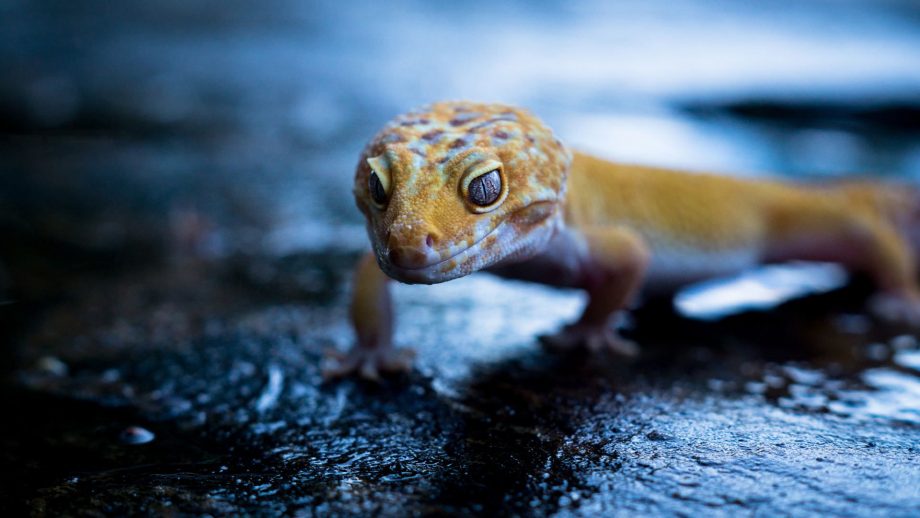 35 Gecko Wallpapers - WallpaperBoat