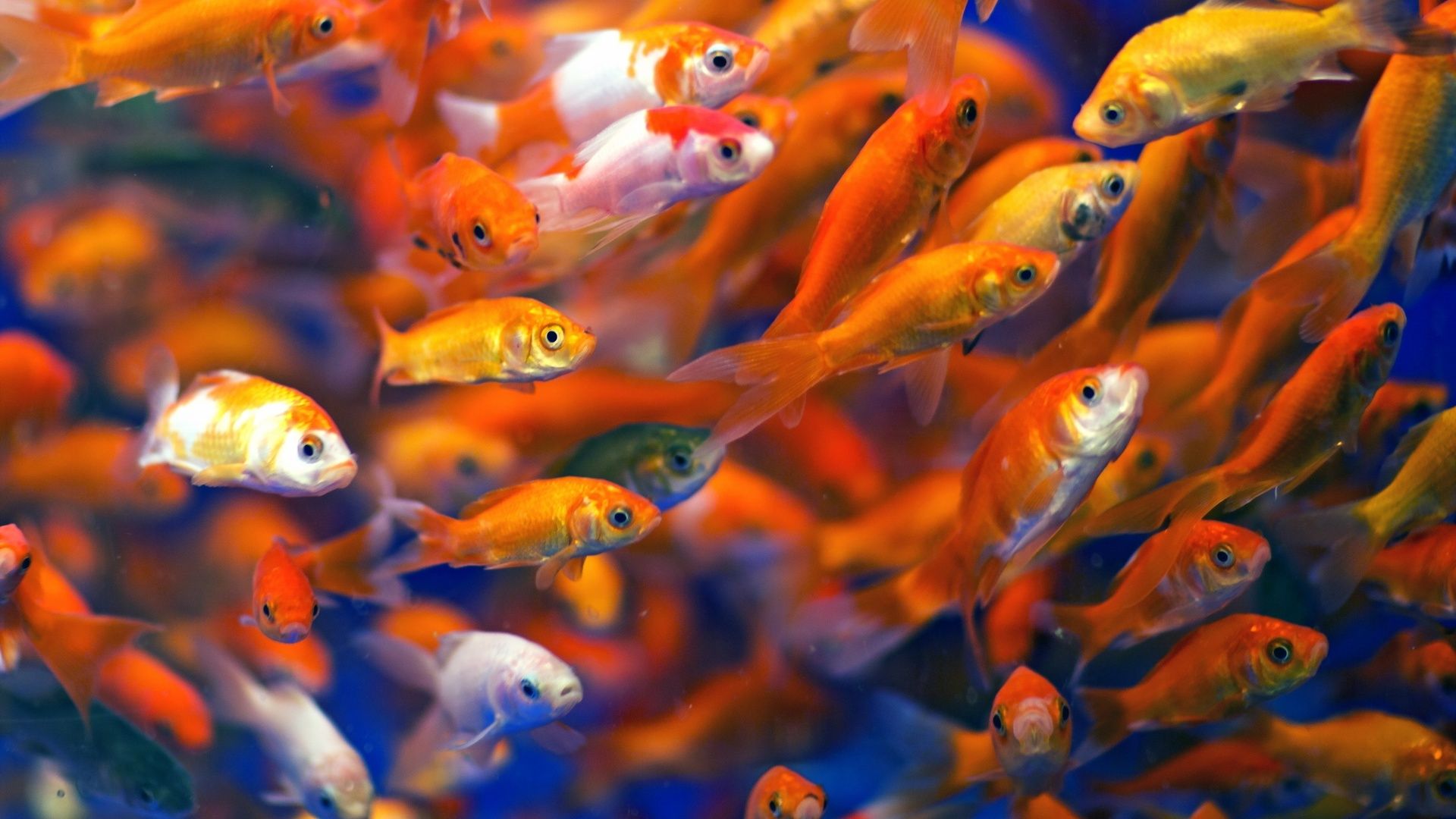 Wallpaper Aquarium Fish