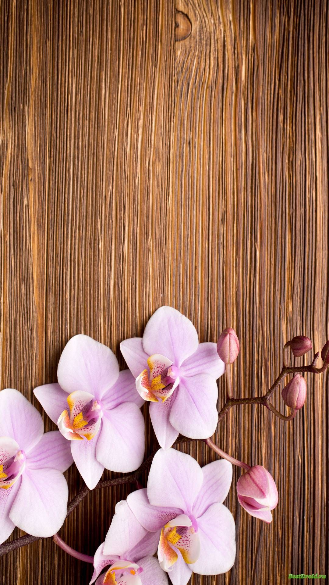 Wallpaper For Android Orchids