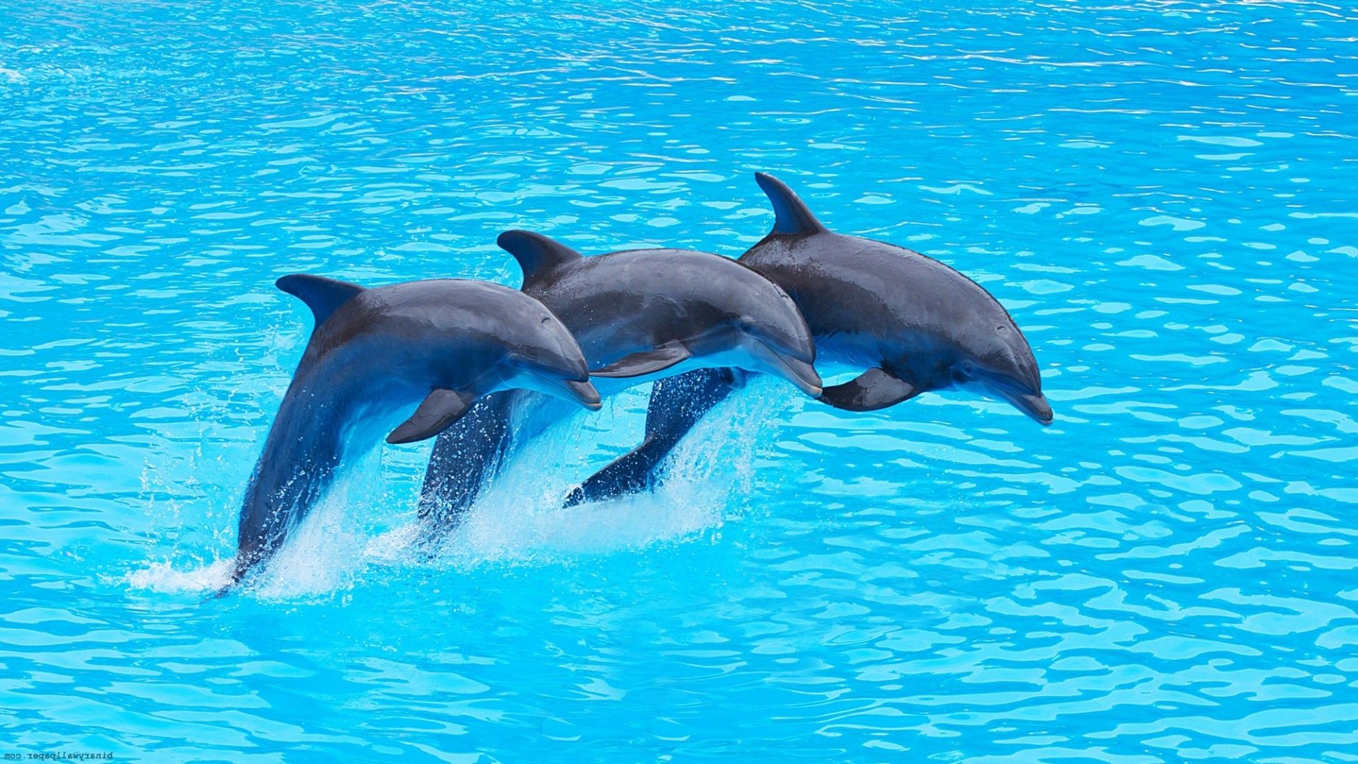 39 Dolphin Wallpapers - Wallpaperboat