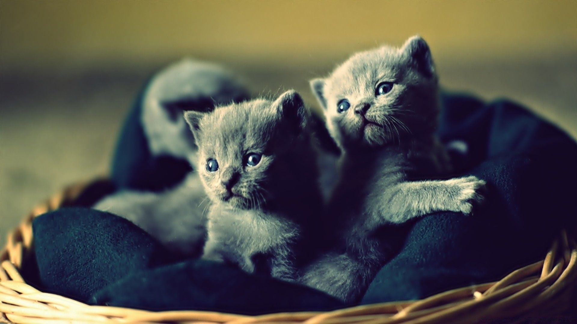 Wallpaper Kittens