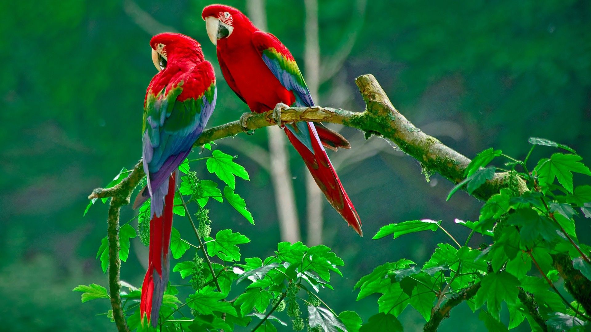Wallpaper Parrots