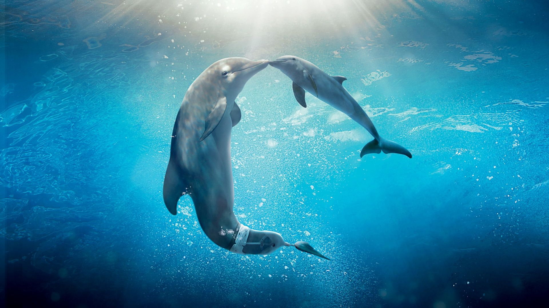 Wallpapers Dolphins