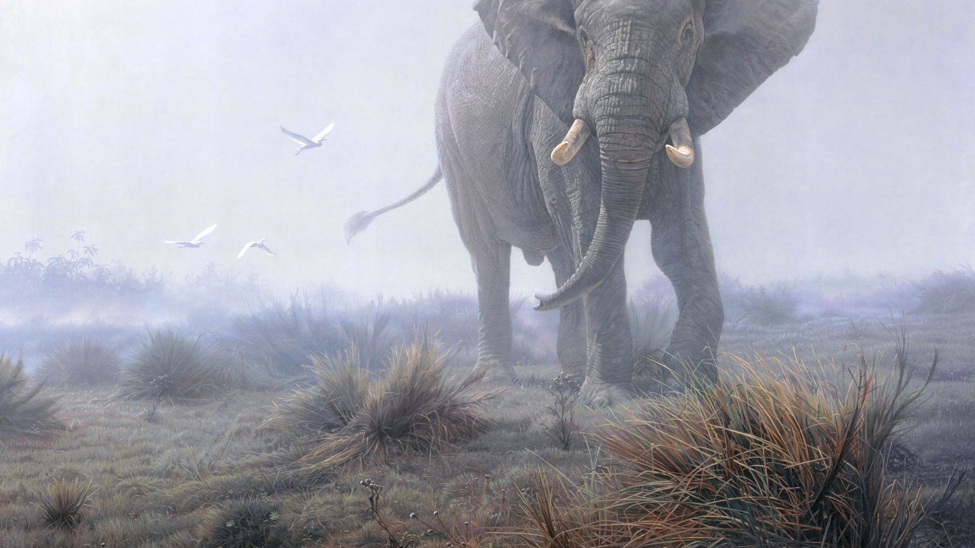 Wallpapers Elephant