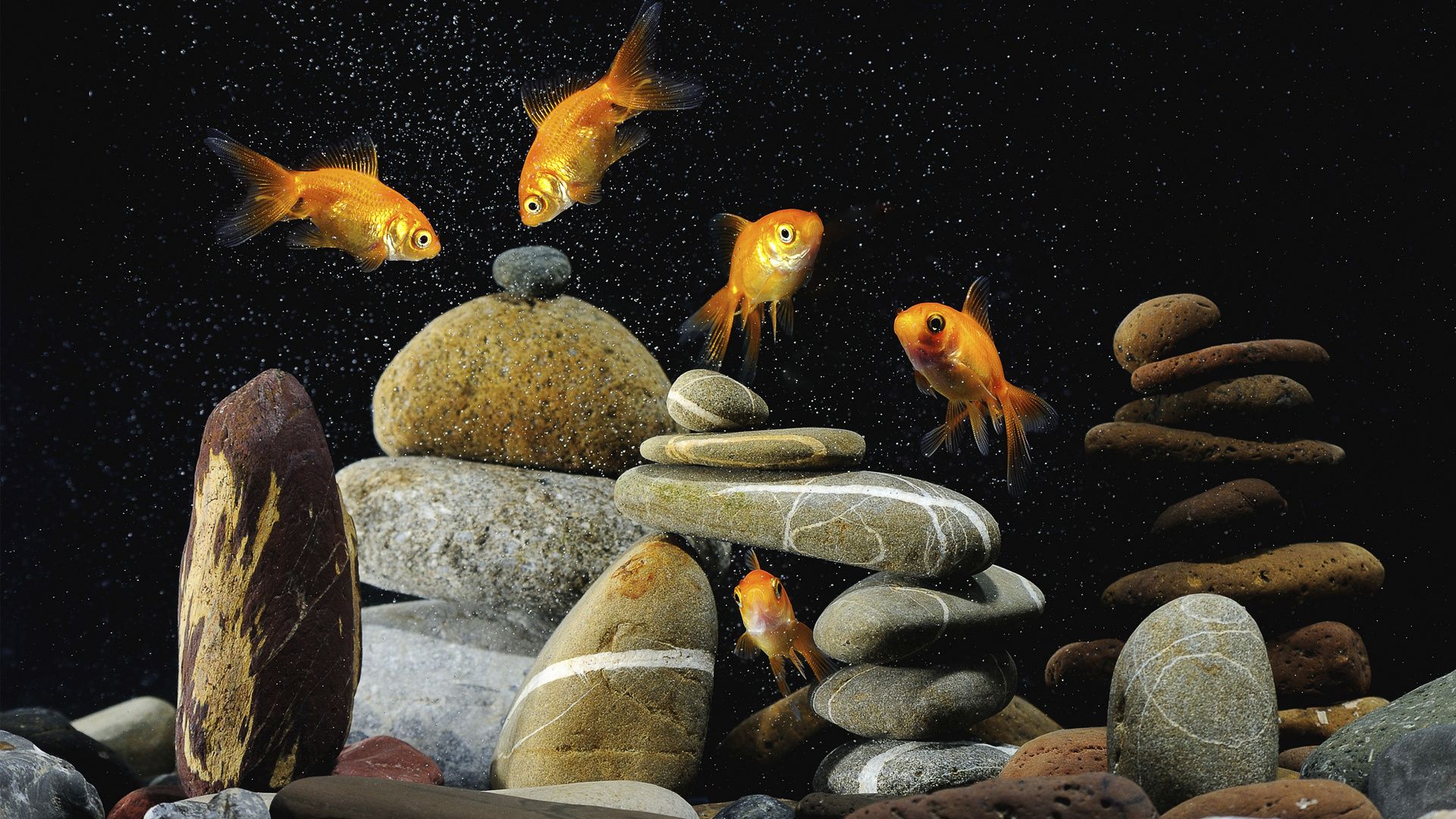 Wallpapers For Desktop Aquarium With Floating Fish