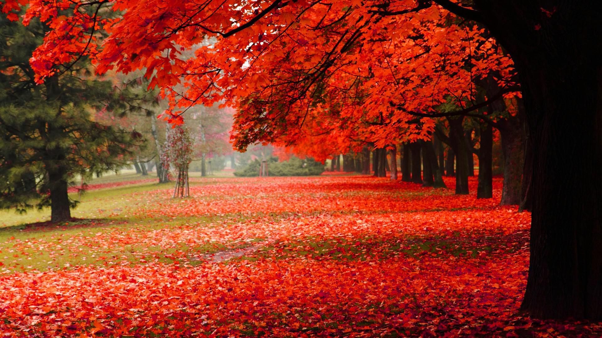 Wallpapers Images Autumn Gold