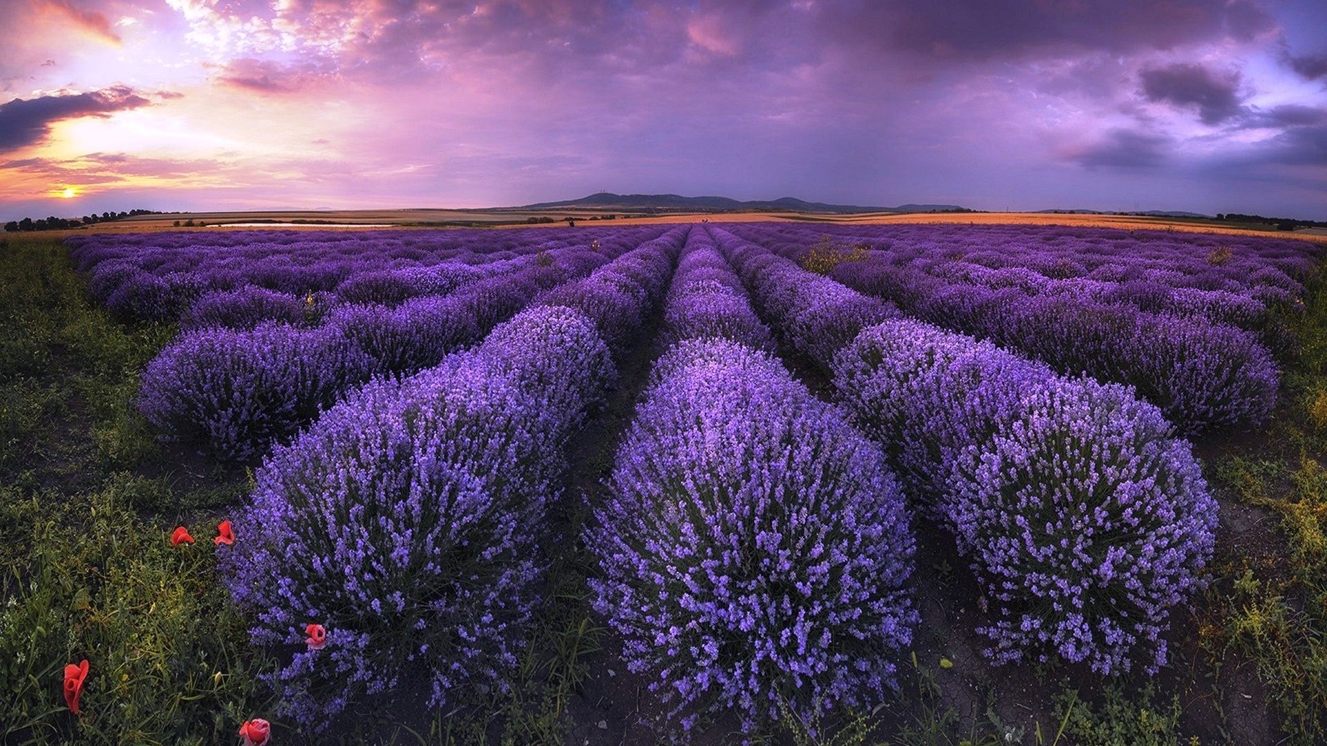 Wallpapers Lavender Field