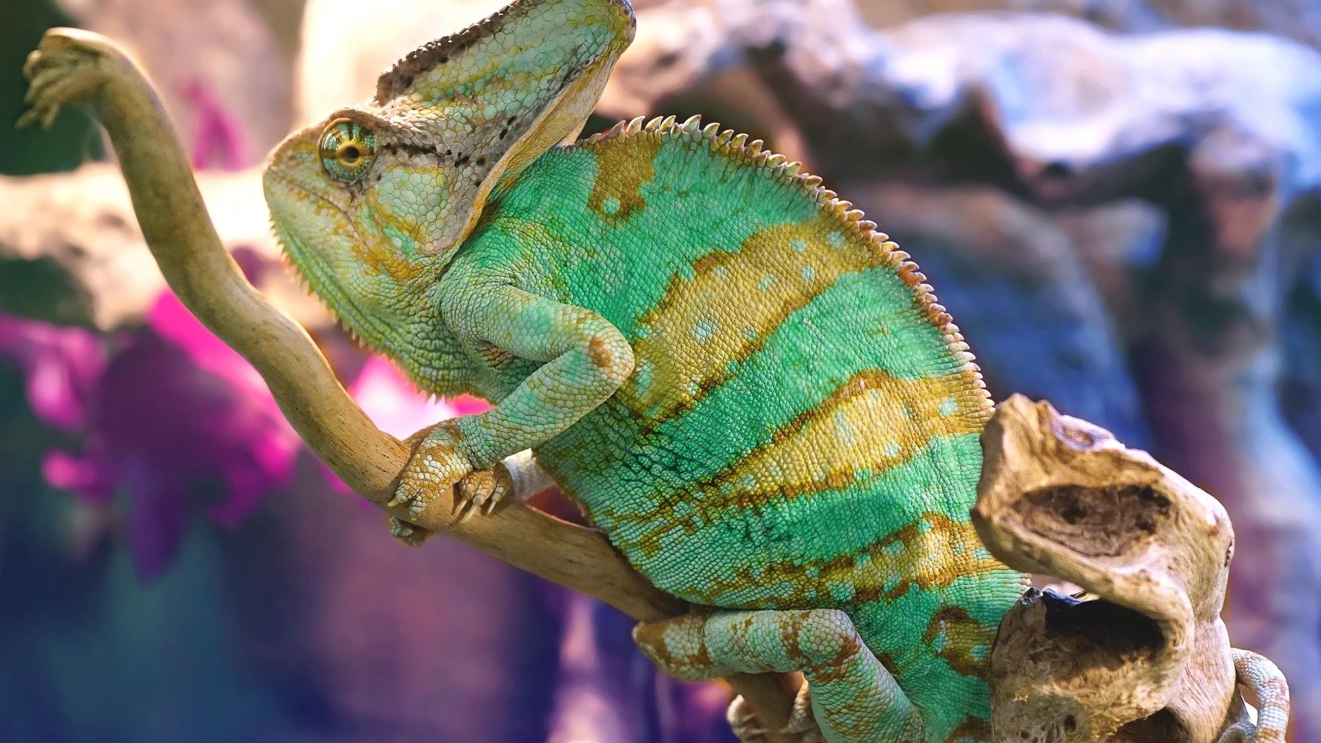 Yemen Chameleon
