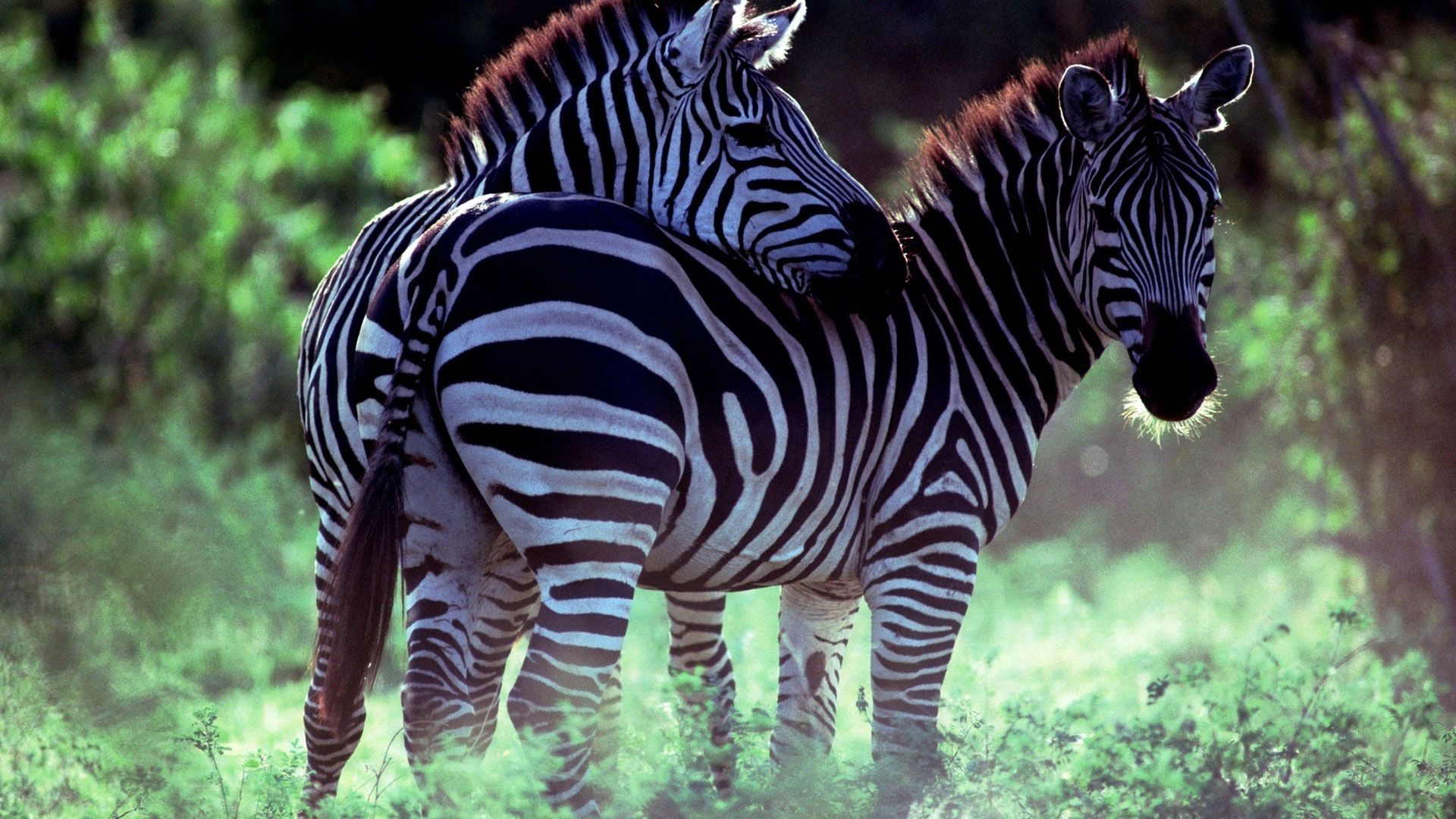 Zebra Beautiful Photo