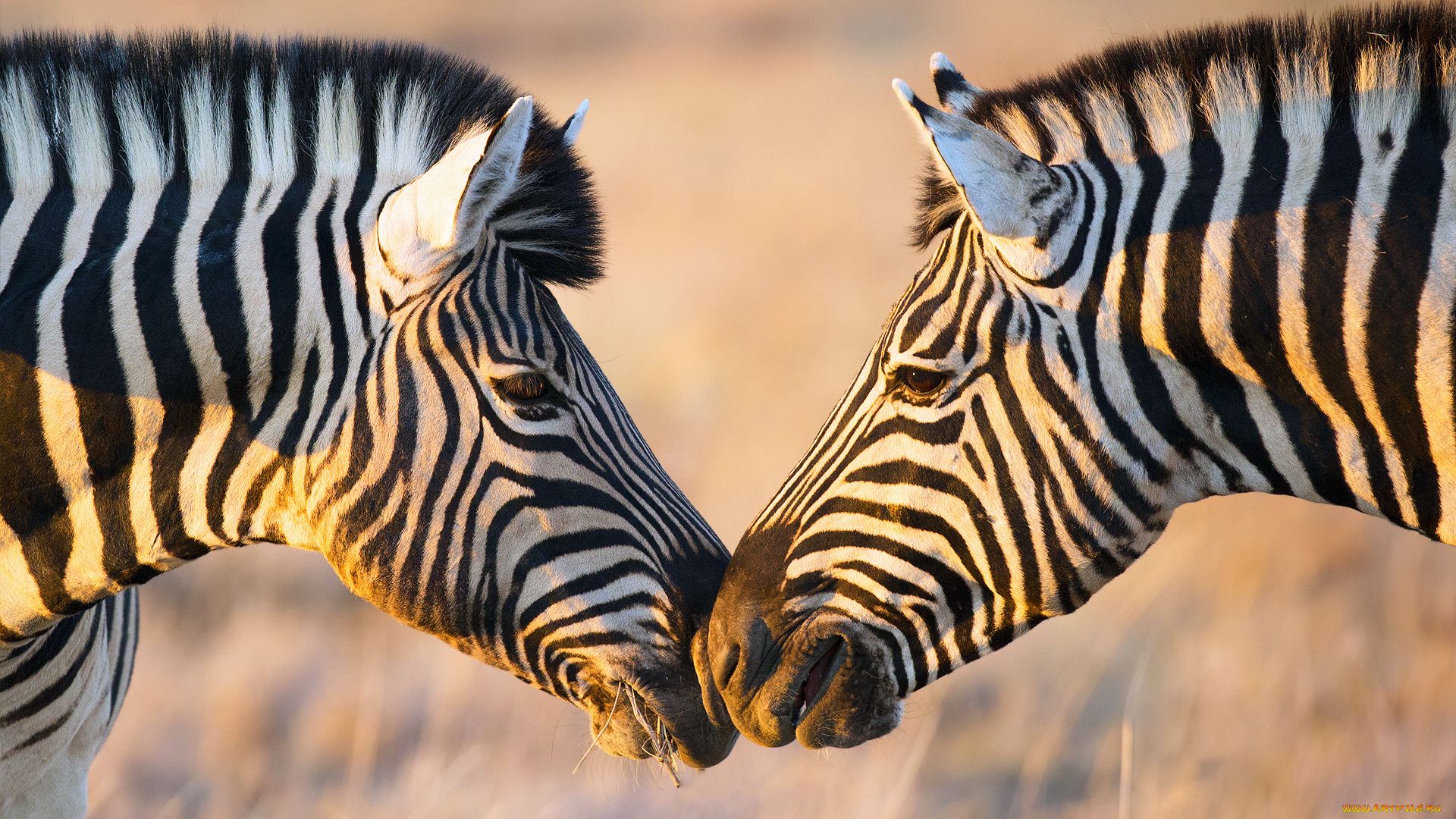 Zebra In Africa