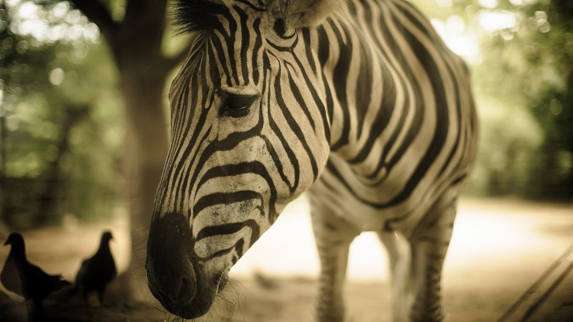 Zebra Photo Picture