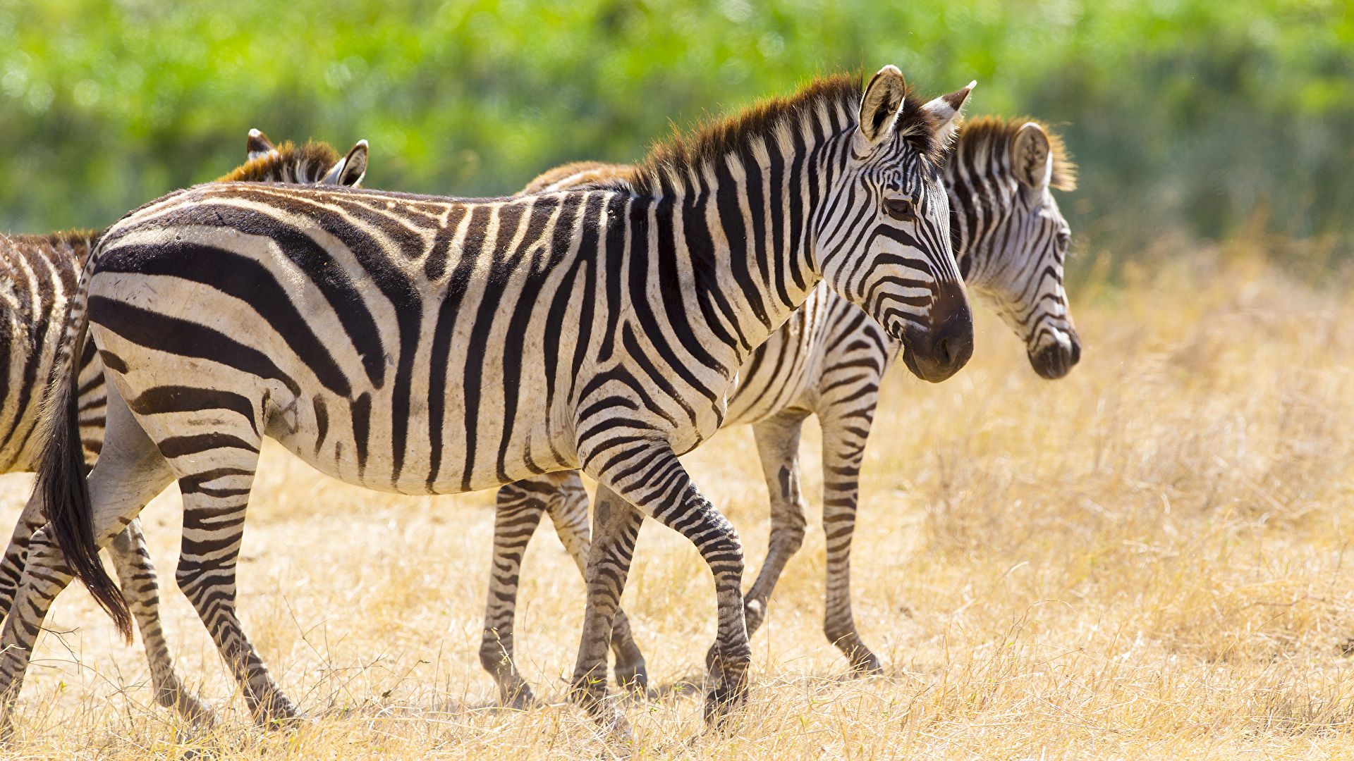 Zebra Photo