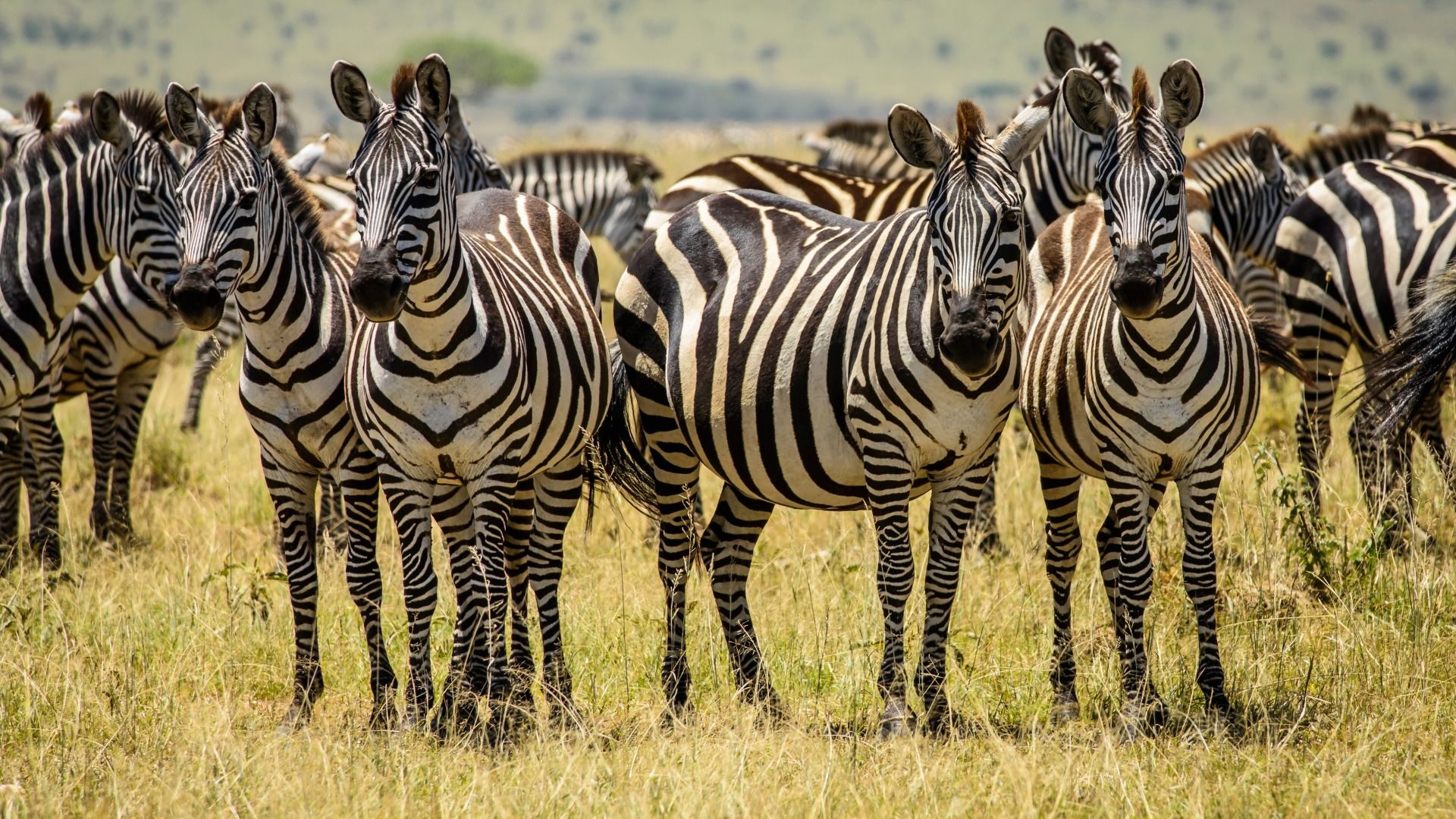 Zebra Photos Animal