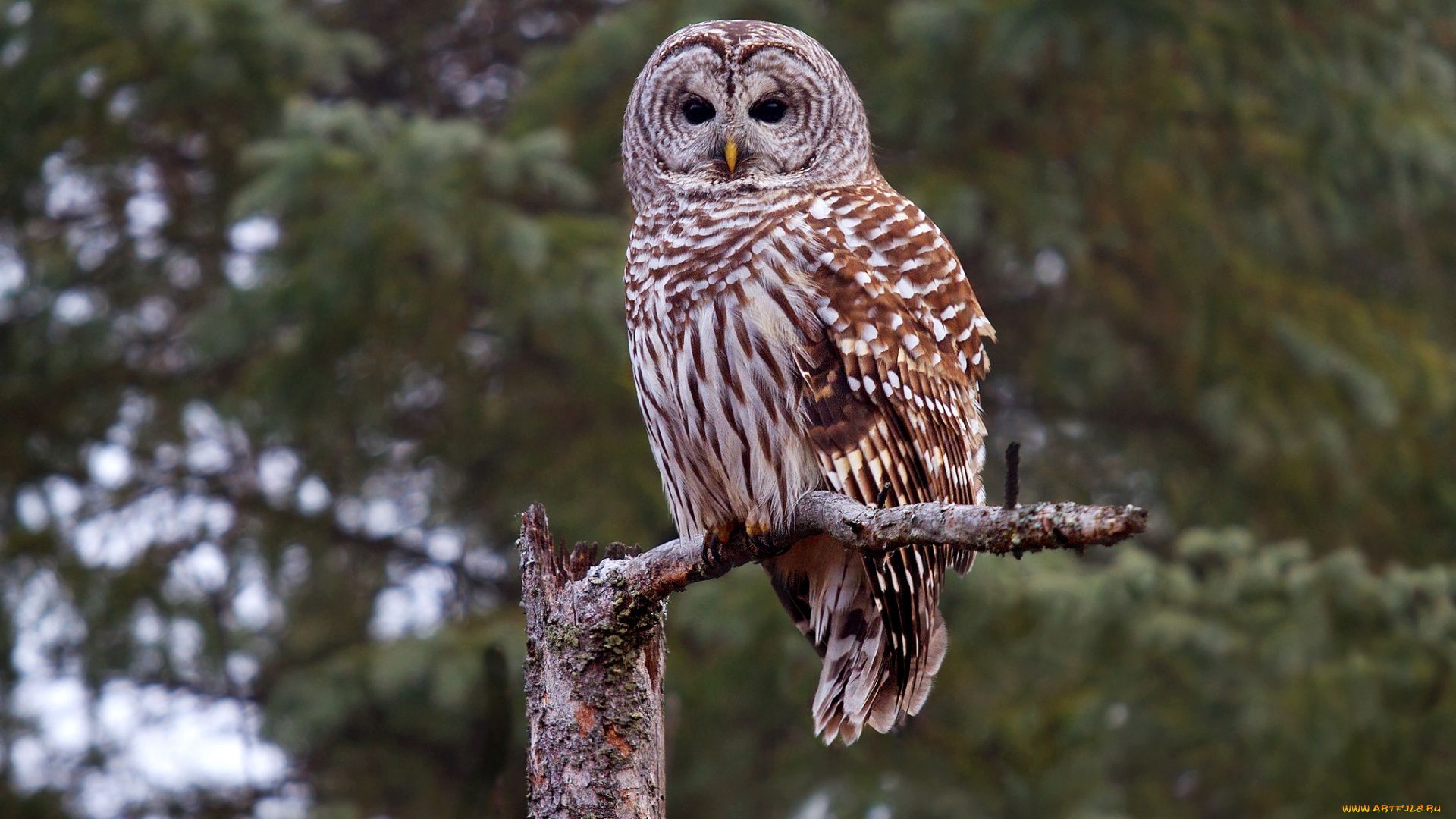 A Barred Owl