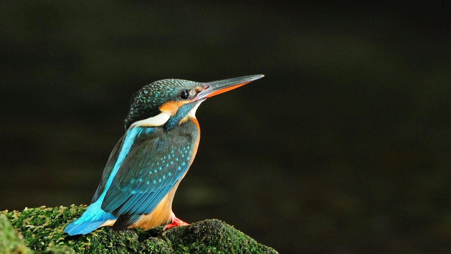 A Bird With A Blue Beak