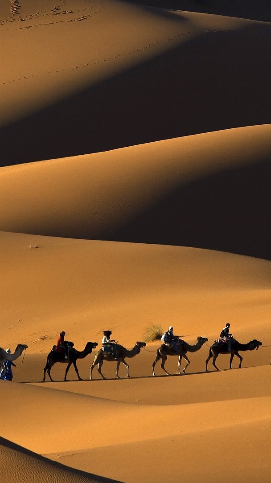 A Caravan Of Camels In The Desert Photo