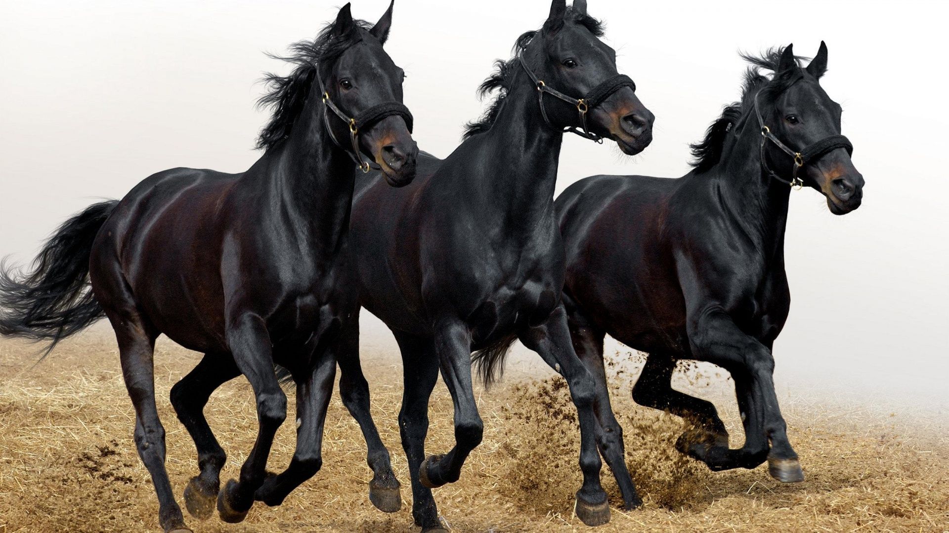 A Herd Of Black Horses