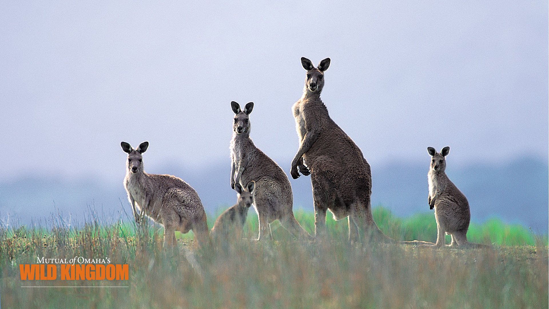 A Pack Of Kangaroos