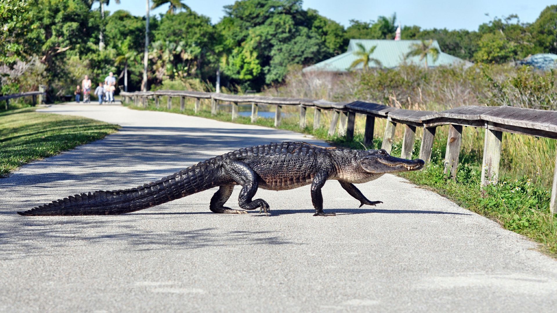 Alligators In Florida
