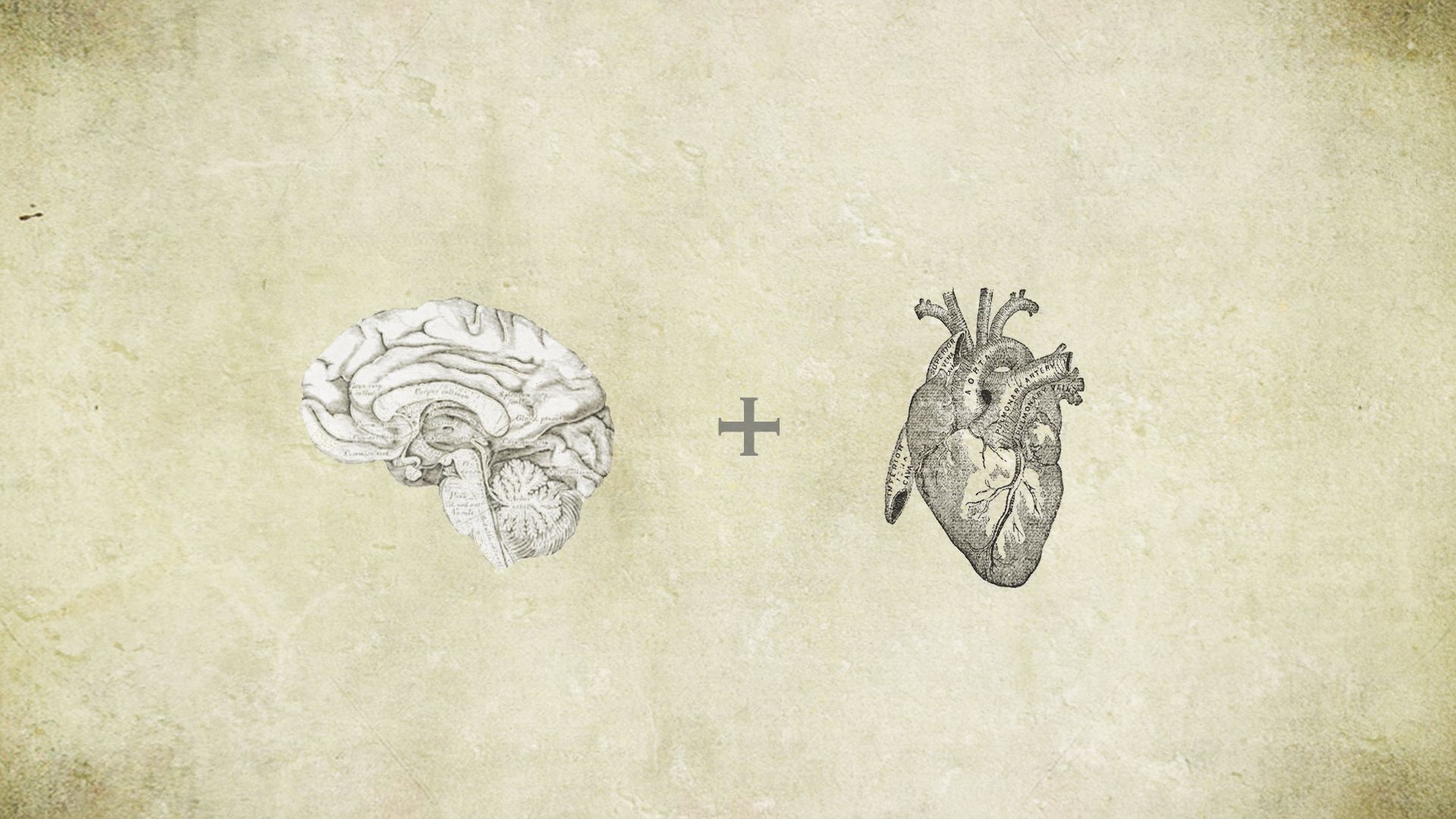 Anatomical Heart Sketch