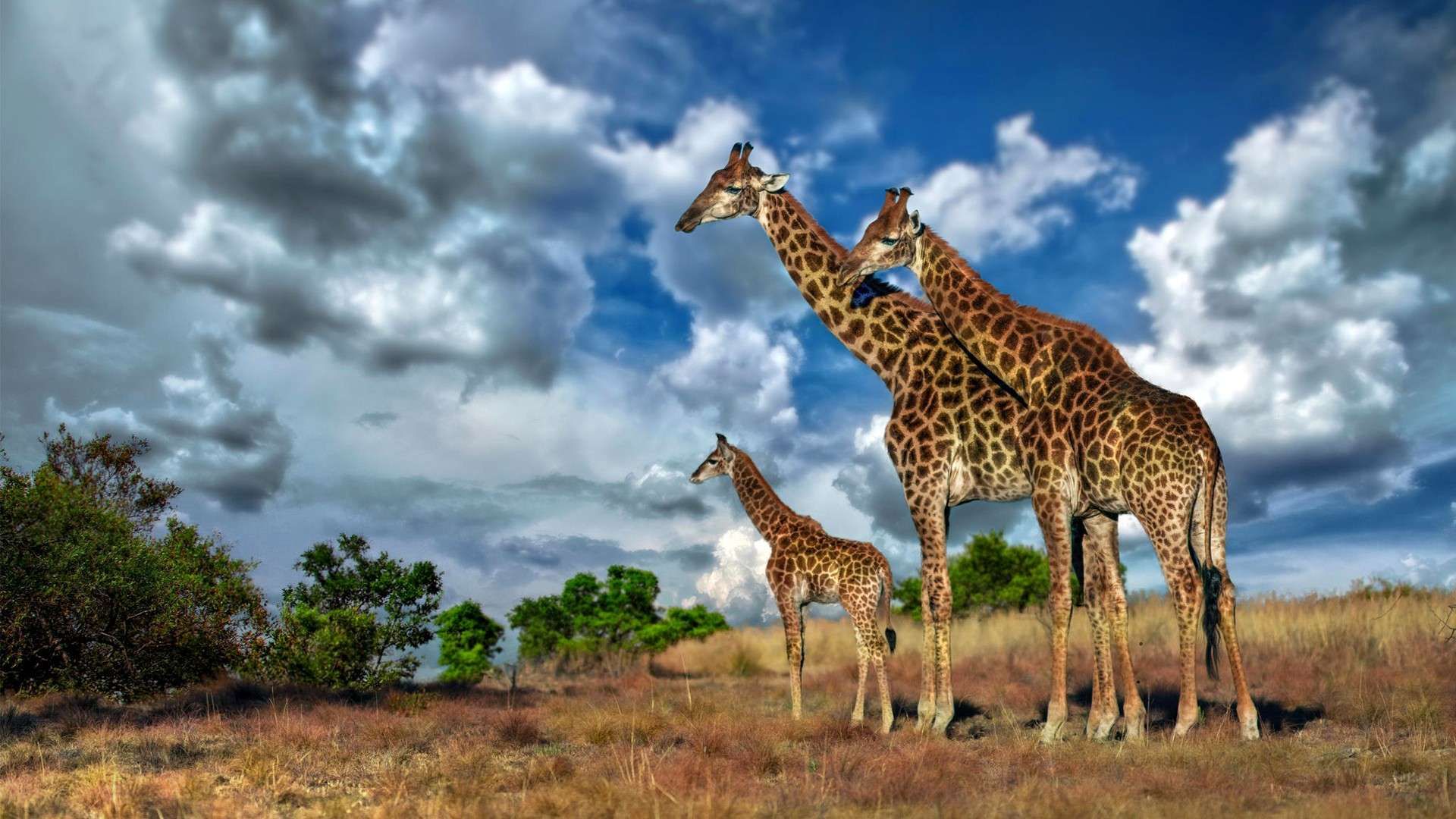 Animals Of Africa Giraffe