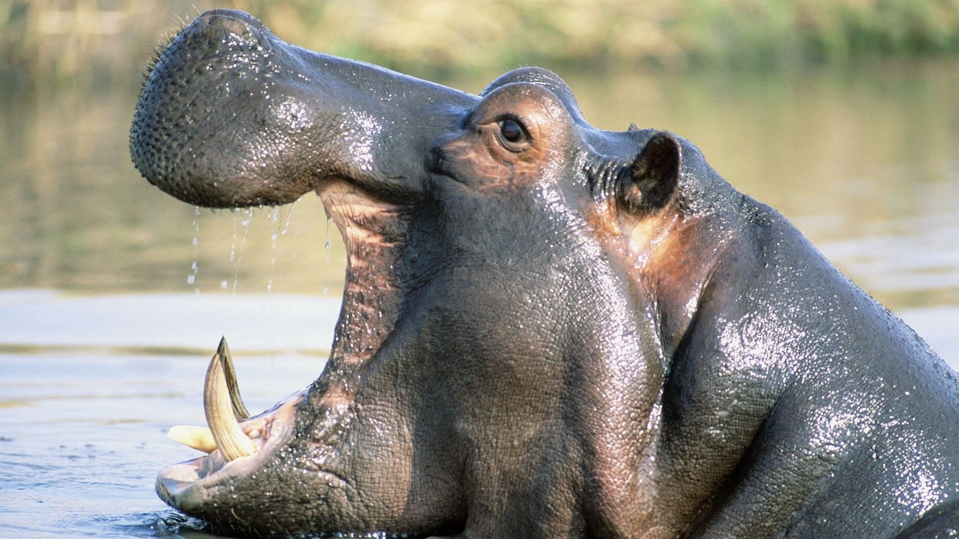 Animals Of Africa Hippopotamus