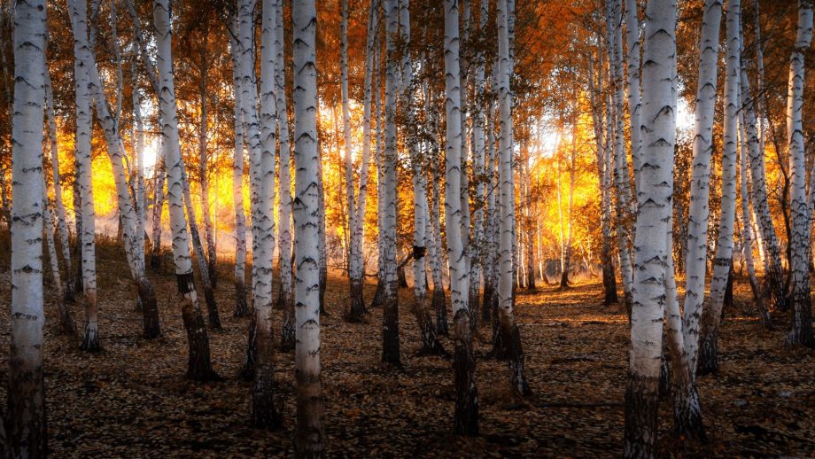 15 Birch Forest in Autumn Wallpapers - Wallpaperboat