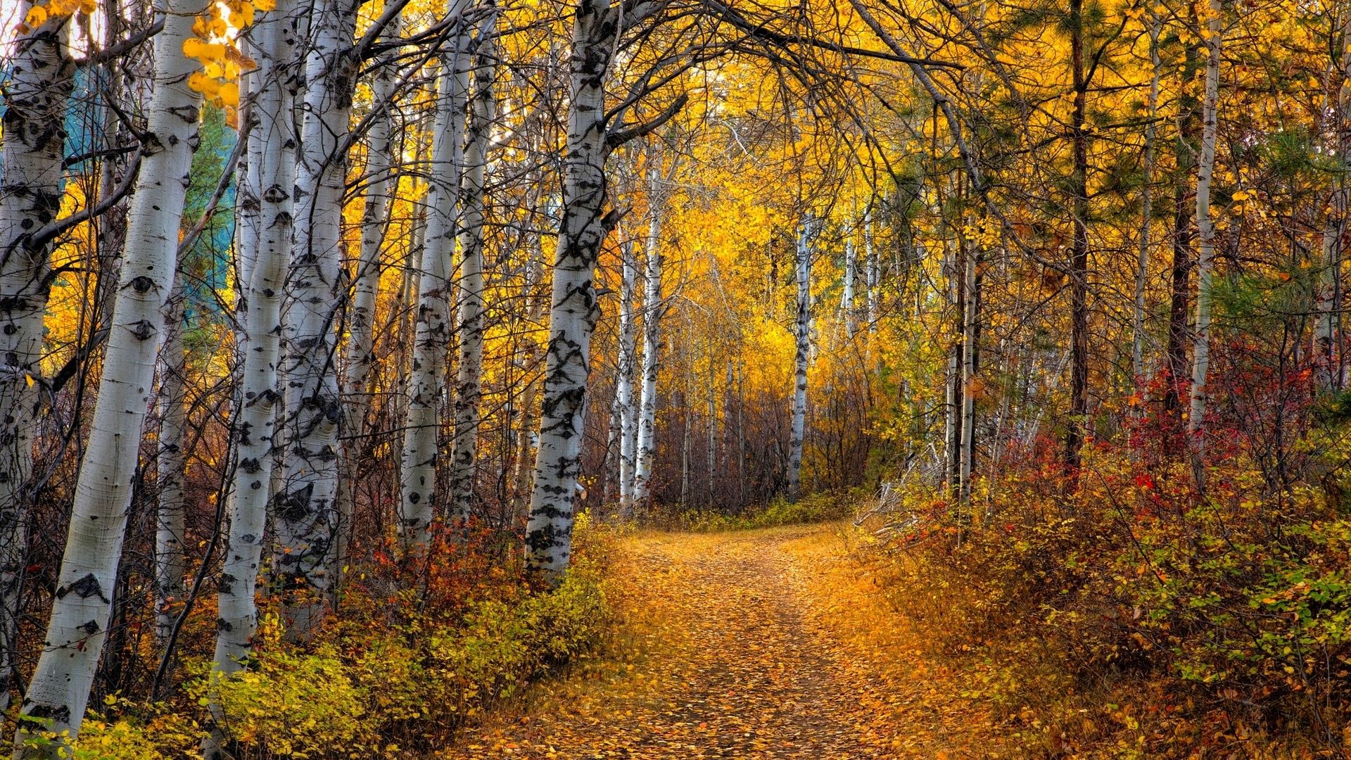 Autumn Forest Landscape Photos