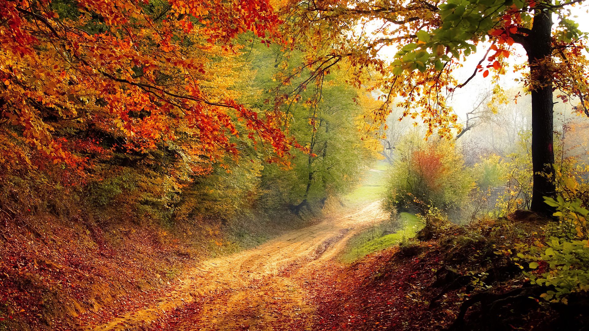 Autumn Forest Photo
