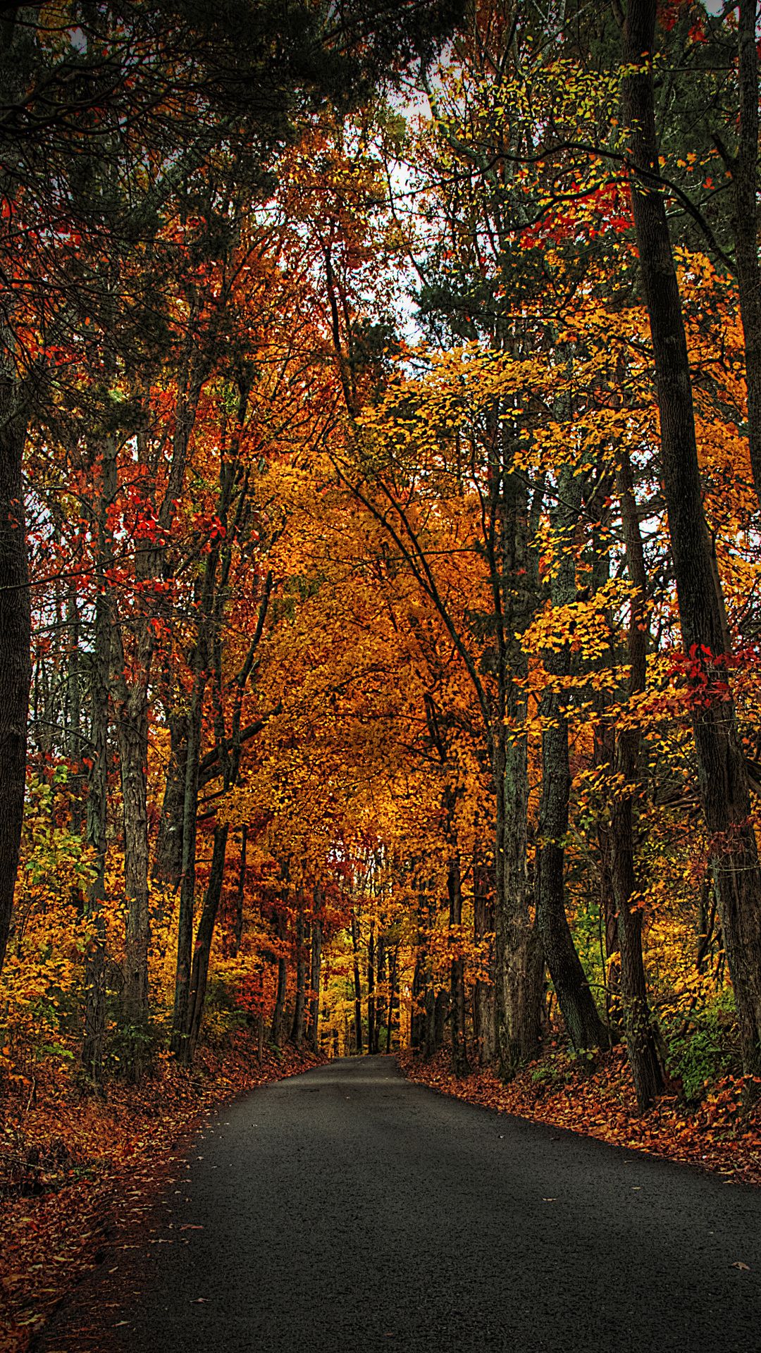 Autumn Forest Pictures Vertical