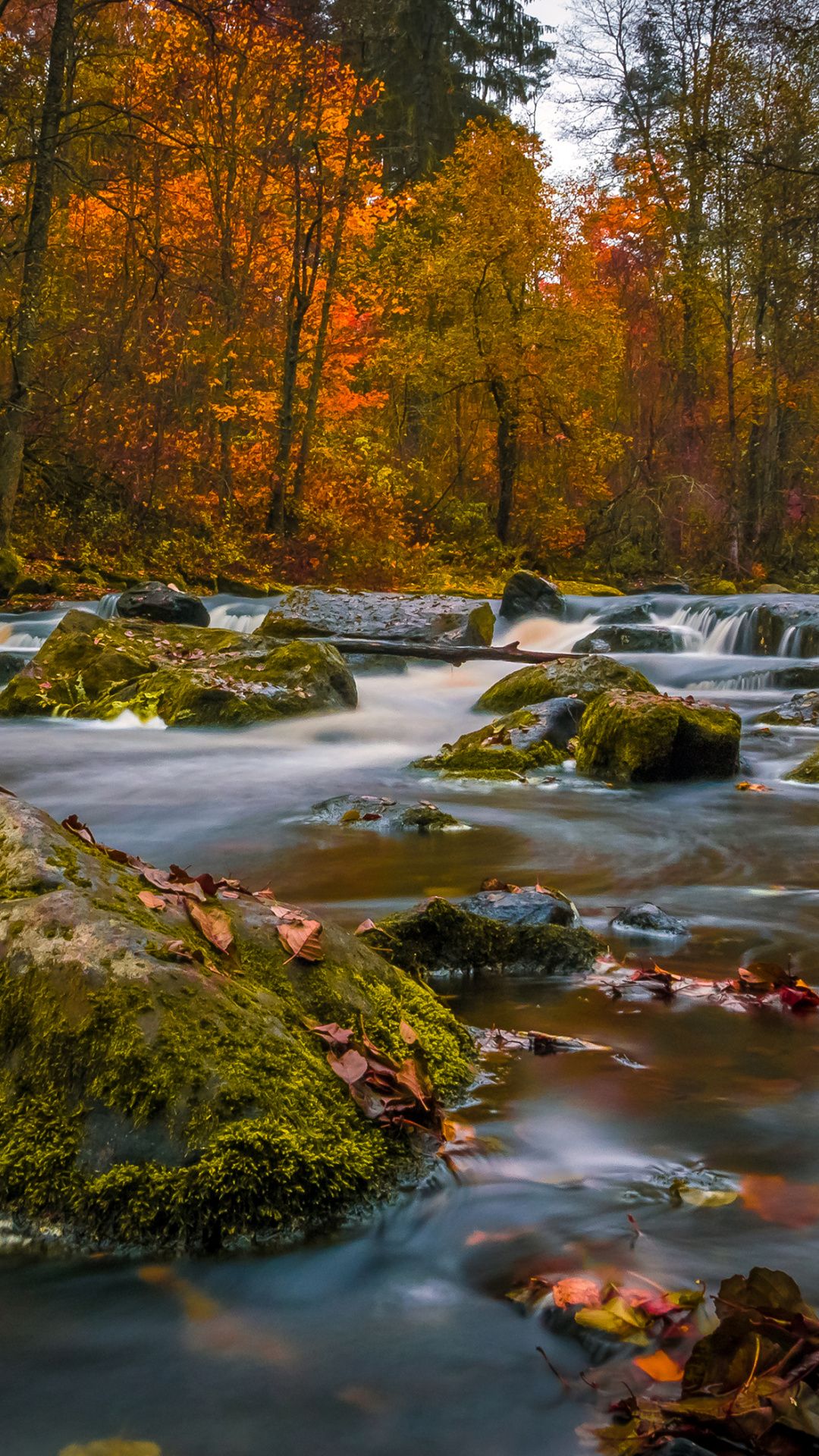 Autumn Forest River Rocks Wallpaper