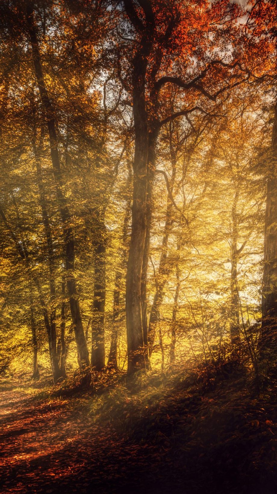 30 Autumn Forest Sunlight mobile wallpapers - Wallpaperboat
