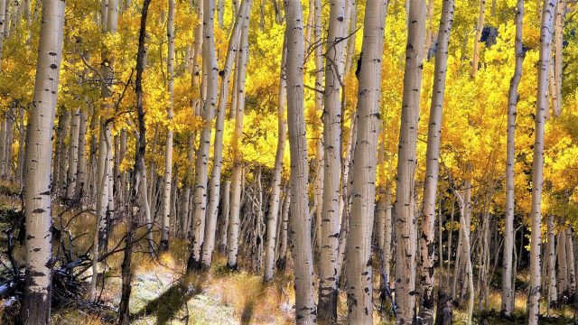 15 Birch Forest in Autumn Wallpapers - Wallpaperboat