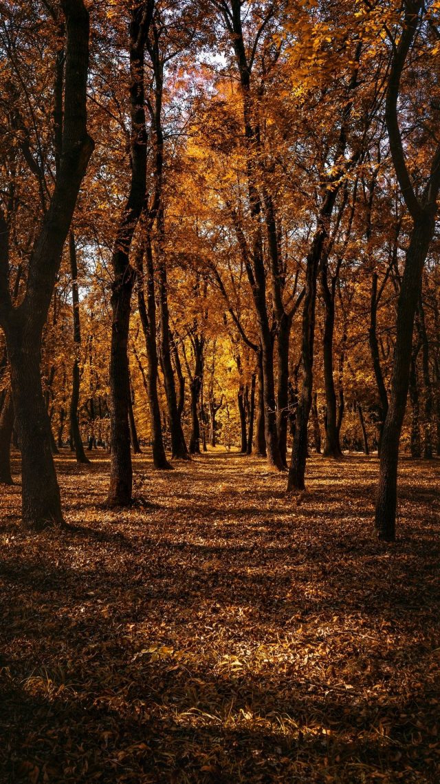 30 Autumn Forest Sunlight Mobile Wallpapers Wallpaperboat