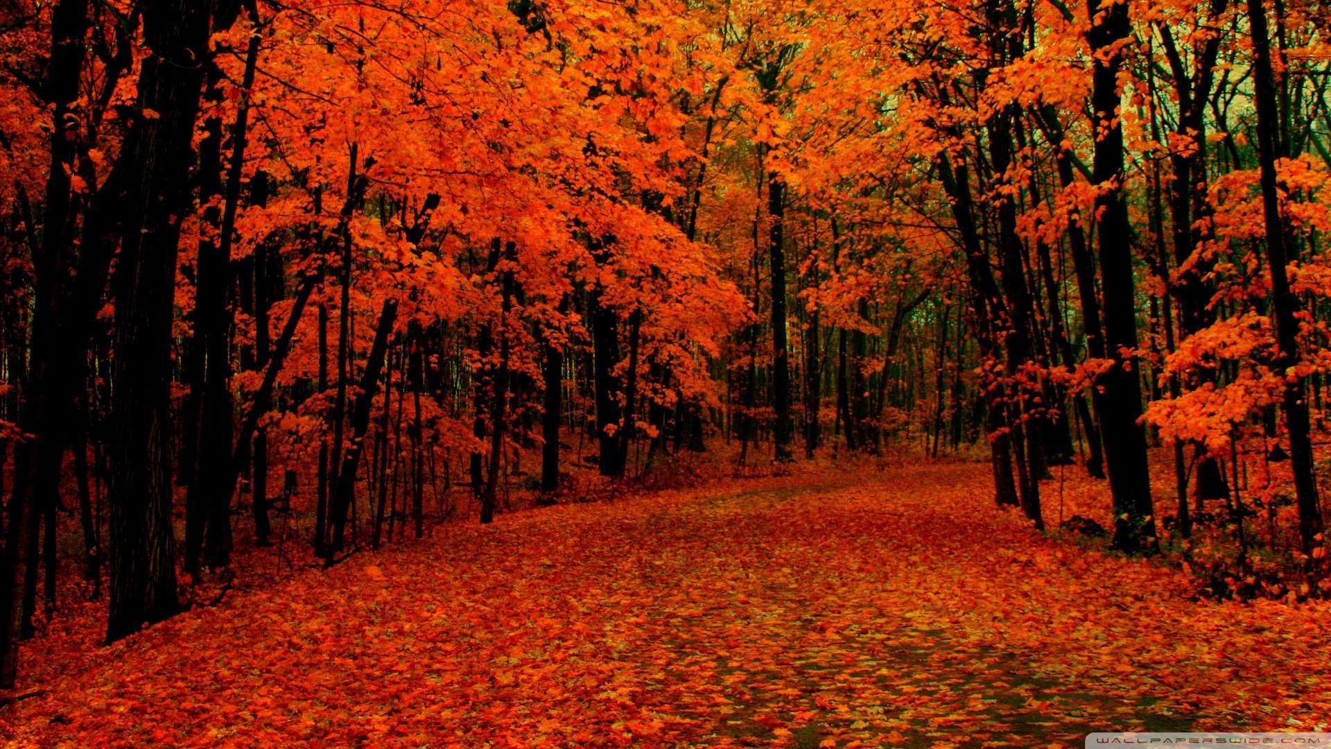 Autumn Pictures For Desktop