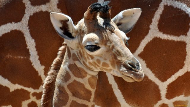 Beautiful Giraffe Pictures