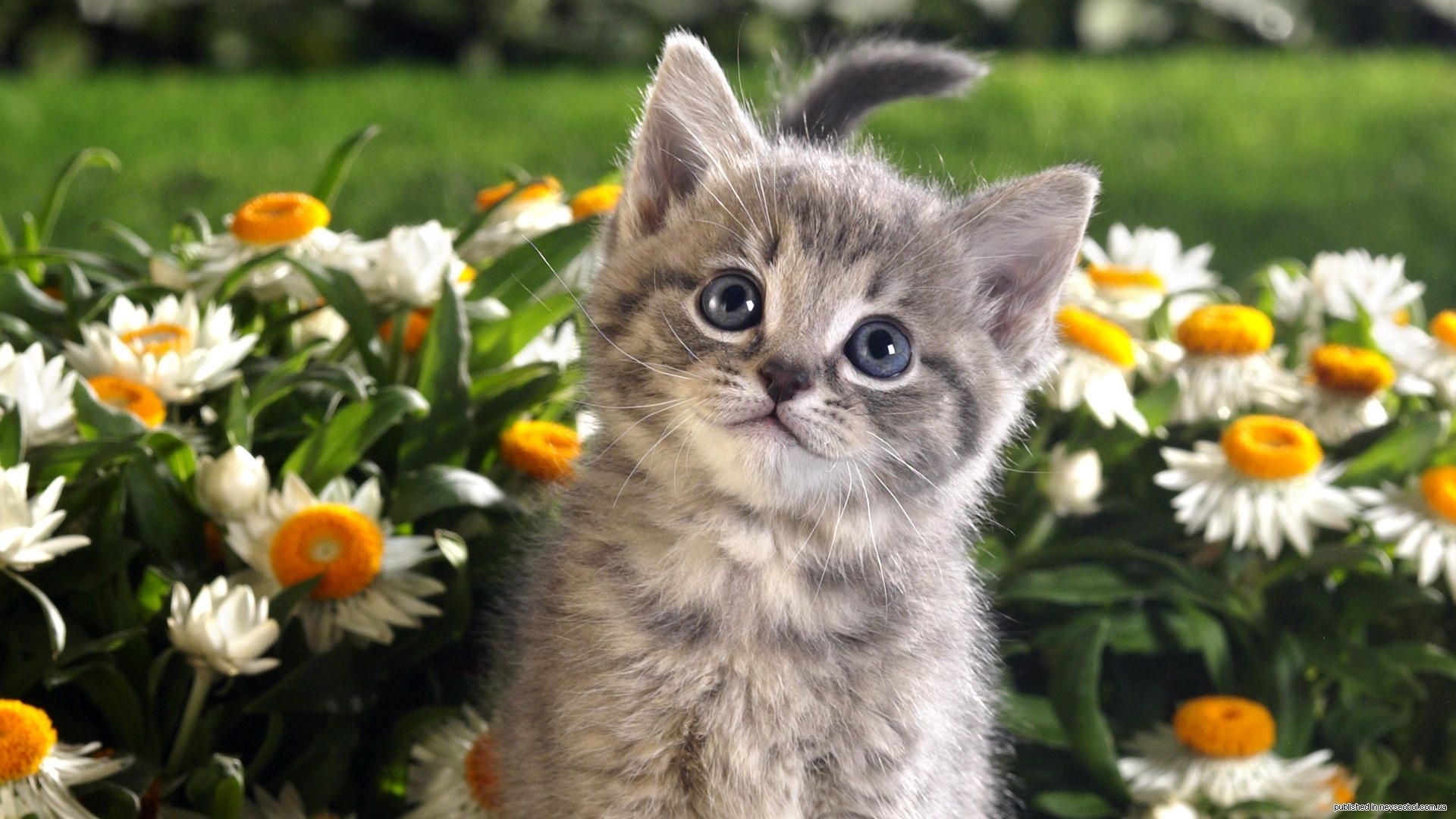 Beautiful Pictures Of Kittens
