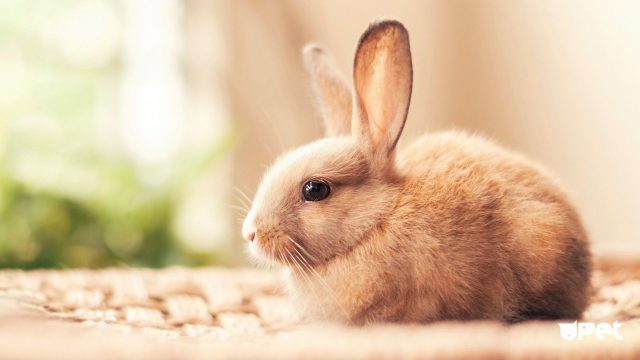 Beautiful Pictures Of Rabbits