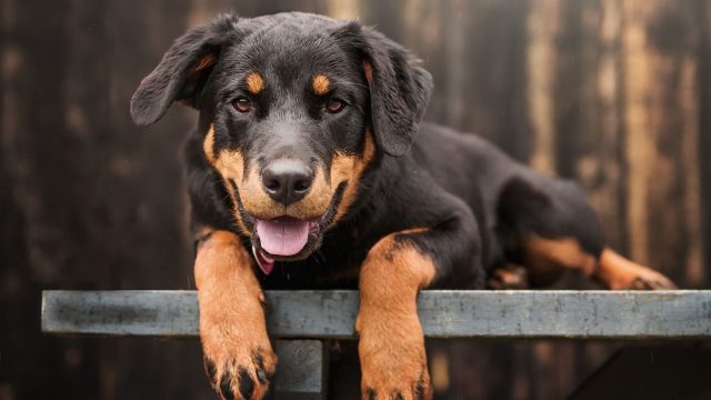 Beautiful Pictures With Animals Rotweiler