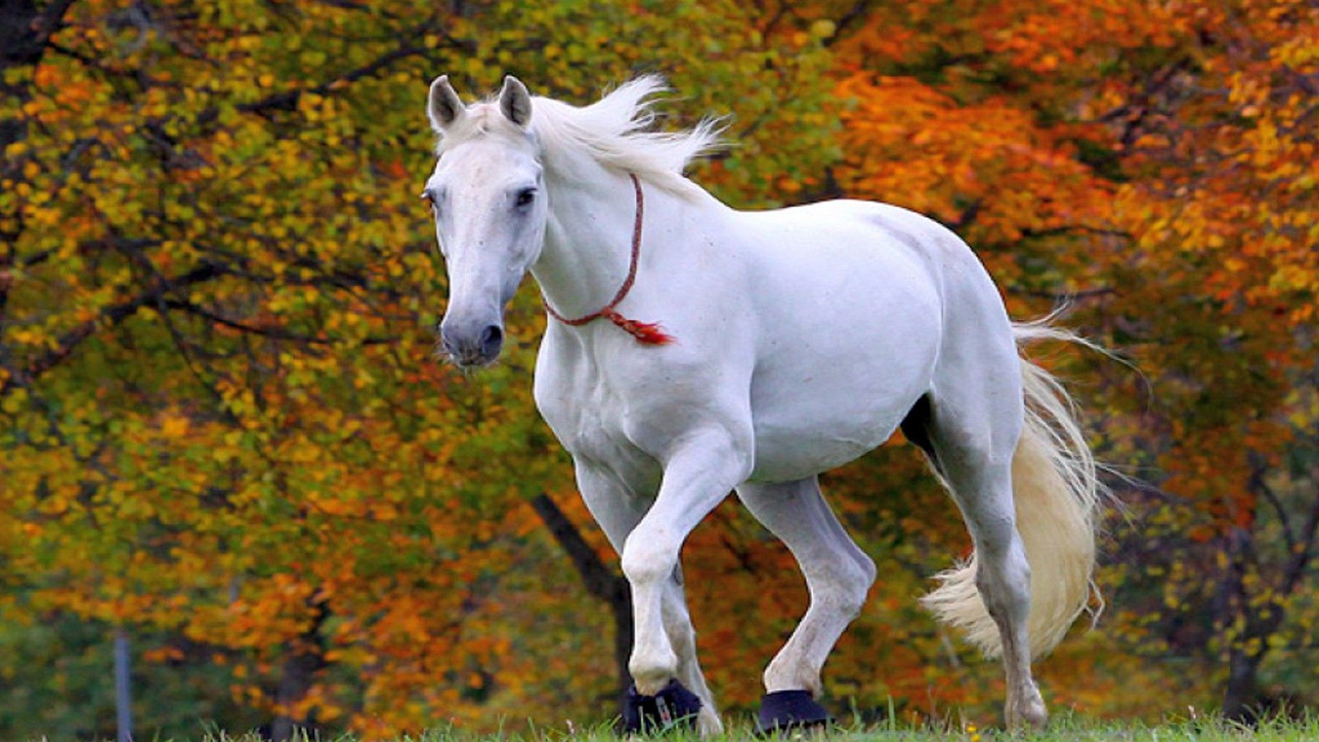 Beautiful White Horse