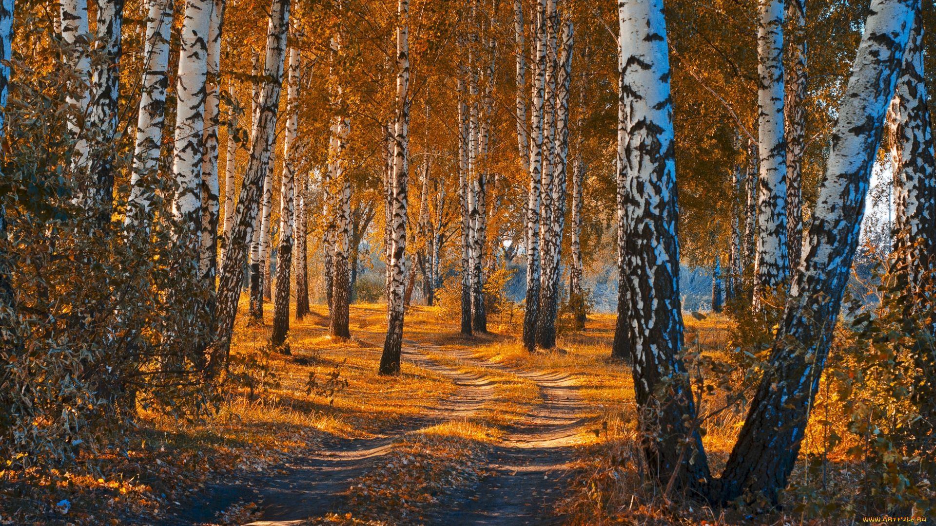 Birch Grove In Autumn