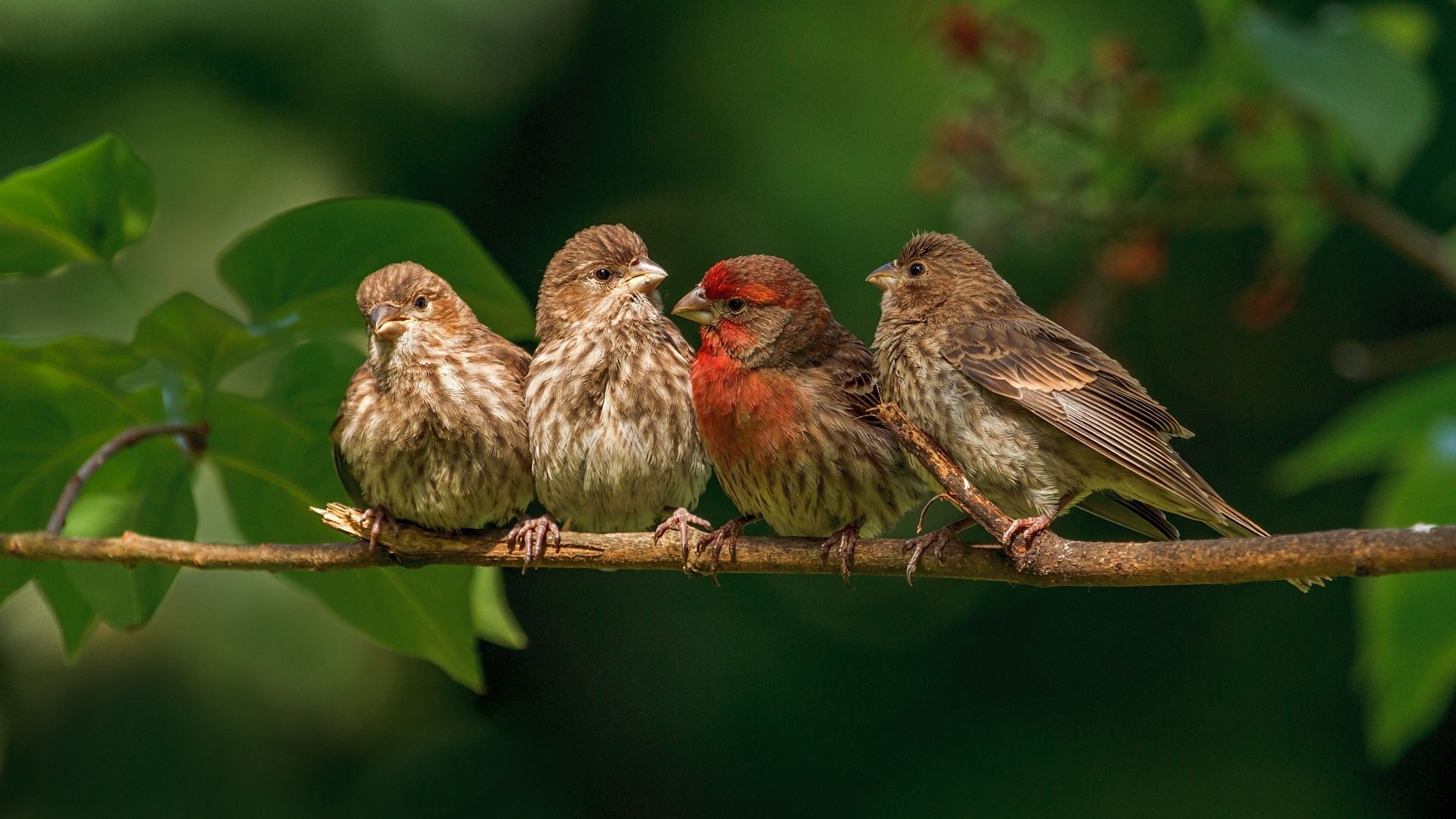 Birds In Nature Photo