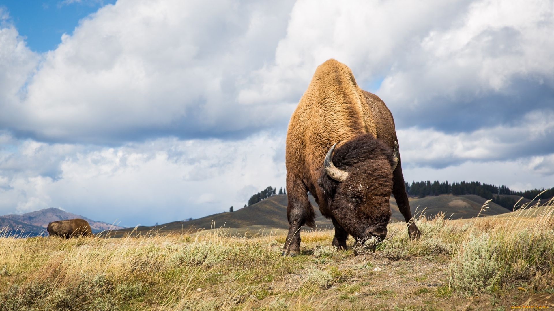 Bison Beautiful Photo
