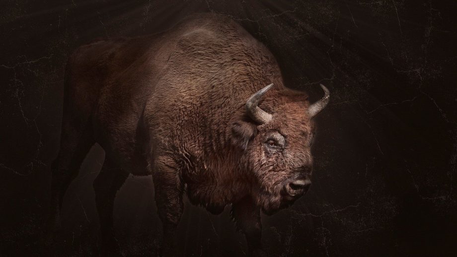 24 Buffalo Wallpapers - Wallpaperboat