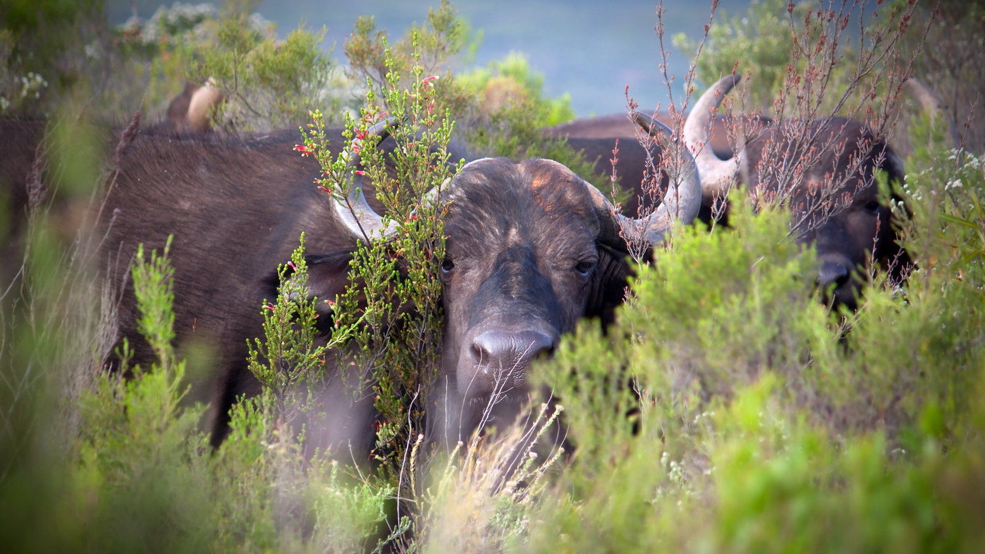 Bison In The Wild