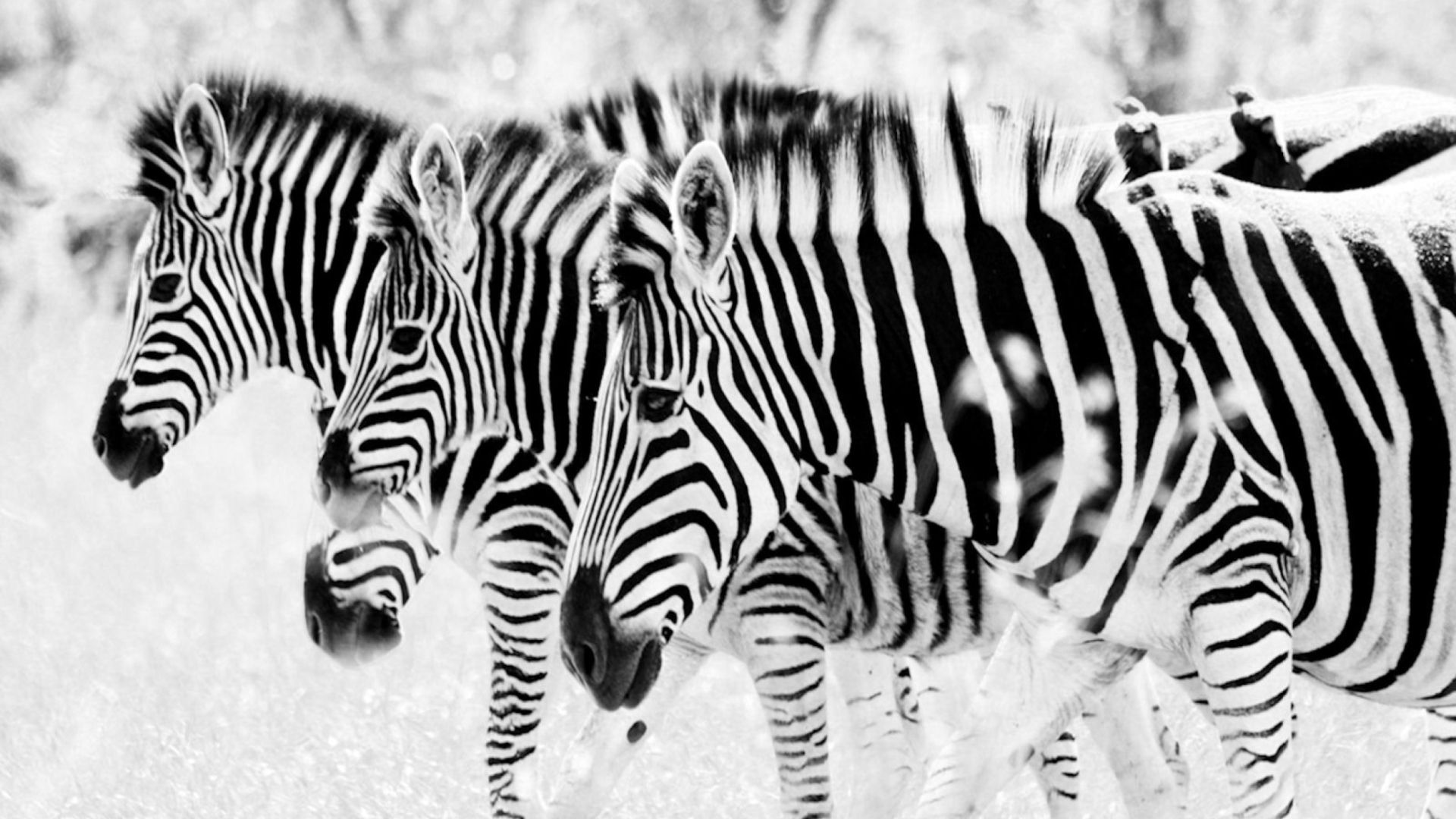 Black And White Photo Of A Zebra